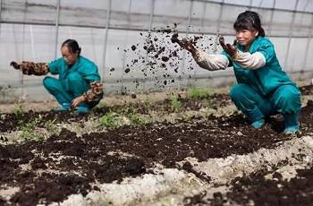 有機種植三要素:改土